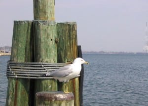 A curious onlooker by the bay.